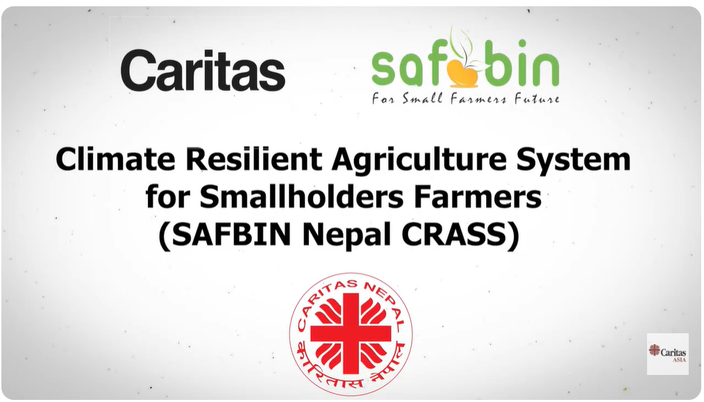 Poultry farming has a long history in Nepal and is one of the traditional agricultural practices of the communities. It holds an important place in the rural economy. Caritas Nepal, in collaboration with SAFBIN project, distributed five chickens to a famer in Kawasoti Municipality, Nawalparasi District under the Climate Resilient Agriculture System for Smallholders Farmers (CRASS) to provide the family with an opportunity to begin a new venture in agriculture. After two years of hard work and dedication, the five chickens given in the beginning of the program has now grown to 130 chickens and it brought significant changes to the family’s daily life. 
#SafeFoodforAll 
#FoodHero
#WorldFoodDay2025 Chicken Rearing